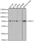Western blot analysis of extracts of various cell lines, using NR2C1 antibody  at 1:1000 dilution.
Secondary antibody: HRP…