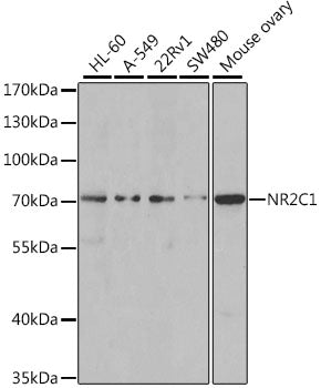 Western blot analysis of extracts of various cell lines, using NR2C1 antibody  at 1:1000 dilution.
Secondary antibody: HRP…