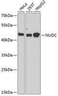 Western blot analysis of extracts of various cell lines, using NUDC antibody  at 1:1000 dilution.
Secondary antibody: HRP…