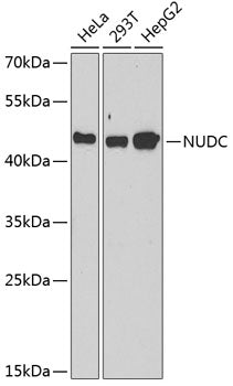 Western blot analysis of extracts of various cell lines, using NUDC antibody  at 1:1000 dilution.
Secondary antibody: HRP…