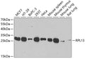 Western blot analysis of extracts of various cell lines, using RPL13 antibody  at 1:1000 dilution.
Secondary antibody: HRP Goat Anti-Rabbit IgG   at 1:10000 dilution.
Lysates/proteins: 25ug per lane.
Blocking buffer: 3% nonfat dry milk in TBST.
Detection: ECL Basic Kit .
Exposure time: 15s.