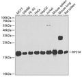 Western blot analysis of extracts of various cell lines, using RPS14 antibody  at 1:1000 dilution.
Secondary antibody: HRP Goat Anti-Rabbit IgG   at 1:10000 dilution.
Lysates/proteins: 25ug per lane.
Blocking buffer: 3% nonfat dry milk in TBST.
Detection: ECL Basic Kit .
Exposure time: 30s.