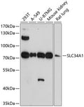 Western blot analysis of extracts of various cell lines, using SLC34A1 antibody at 1:1000 dilution.