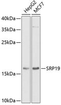 Western blot analysis of extracts of various cell lines, using SRP19 antibody  at 1:1000 dilution.
Secondary antibody: HRP Goat Anti-Rabbit IgG   at 1:10000 dilution.
Lysates/proteins: 25ug per lane.
Blocking buffer: 3% nonfat dry milk in TBST.
Detection: ECL Basic Kit .
Exposure time: 90s.