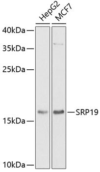 Western blot analysis of extracts of various cell lines, using SRP19 antibody  at 1:1000 dilution.
Secondary antibody: HRP Goat Anti-Rabbit IgG   at 1:10000 dilution.
Lysates/proteins: 25ug per lane.
Blocking buffer: 3% nonfat dry milk in TBST.
Detection: ECL Basic Kit .
Exposure time: 90s.