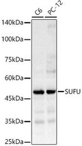 Western blot analysis of various lysates, using SUFU pAb at 1:1000 dilution.