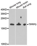 TPPP3 polyclonal antibody – Figure 1 of 1