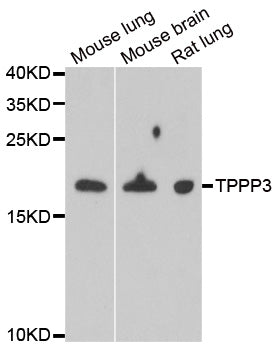 TPPP3 polyclonal antibody – Figure 1 of 1