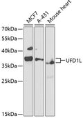 Western blot analysis of extracts of various cell lines, using UFD1L antibody  at 1:1000 dilution.
Secondary antibody: HRP Goat Anti-Rabbit IgG   at 1:10000 dilution.
Lysates/proteins: 25ug per lane.
Blocking buffer: 3% nonfat dry milk in TBST.
Detection: ECL Basic Kit .
Exposure time: 90s.