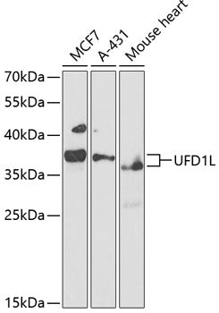 Western blot analysis of extracts of various cell lines, using UFD1L antibody  at 1:1000 dilution.
Secondary antibody: HRP Goat Anti-Rabbit IgG   at 1:10000 dilution.
Lysates/proteins: 25ug per lane.
Blocking buffer: 3% nonfat dry milk in TBST.
Detection: ECL Basic Kit .
Exposure time: 90s.