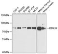 Western blot analysis of extracts of various cell lines, using DDX3X antibody  at  1:1000 dilution.
Secondary antibody: HRP Goat Anti-Rabbit IgG   at 1:10000 dilution.
Lysates/proteins: 25ug per lane.
Blocking buffer: 3% nonfat dry milk in TBST.
Detection: ECL Basic Kit .
Exposure time: 1s.