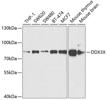 Western blot analysis of extracts of various cell lines, using DDX3X antibody  at  1:1000 dilution.
Secondary antibody: HRP Goat Anti-Rabbit IgG   at 1:10000 dilution.
Lysates/proteins: 25ug per lane.
Blocking buffer: 3% nonfat dry milk in TBST.
Detection: ECL Basic Kit .
Exposure time: 1s.