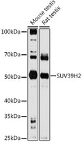Western blot analysis of extracts of various cell lines, using SUV39H2  antibody  at 1:1000 dilution.
Secondary antibody: HRP Goat Anti-Rabbit IgG   at 1:10000 dilution.
Lysates/proteins: 25ug per lane.
Blocking buffer: 3% nonfat dry milk in TBST.
Detection: ECL Basic Kit .
Exposure time: 90s.
