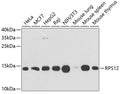 Western blot analysis of extracts of various cell lines, using RPS12 antibody  at 1:1000 dilution.
Secondary antibody: HRP Goat Anti-Rabbit IgG   at 1:10000 dilution.
Lysates/proteins: 25ug per lane.
Blocking buffer: 3% nonfat dry milk in TBST.
Detection: ECL Basic Kit .
Exposure time: 15s.