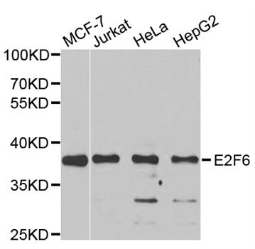 Western blot analysis of extracts of various cell lines, using E2F6 antibody.