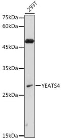 Western blot analysis of extracts of 293T cells, using YEATS4 antibody  at 1:1000 dilution.
Secondary antibody: HRP Goat…