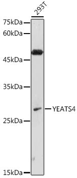 Western blot analysis of extracts of 293T cells, using YEATS4 antibody  at 1:1000 dilution.
Secondary antibody: HRP Goat…