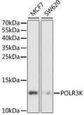 Western blot analysis of extracts of various cell lines, using POLR3K antibody  at 1:1000 dilution.
Secondary antibody: HRP Goat Anti-Rabbit IgG   at 1:10000 dilution.
Lysates/proteins: 25ug per lane.
Blocking buffer: 3% nonfat dry milk in TBST.
Detection: ECL Basic Kit .
Exposure time: 90s.