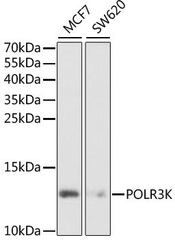 Western blot analysis of extracts of various cell lines, using POLR3K antibody  at 1:1000 dilution.
Secondary antibody: HRP Goat Anti-Rabbit IgG   at 1:10000 dilution.
Lysates/proteins: 25ug per lane.
Blocking buffer: 3% nonfat dry milk in TBST.
Detection: ECL Basic Kit .
Exposure time: 90s.