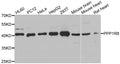Western blot analysis of extracts of various cell lines, using PPP1R8 antibody.