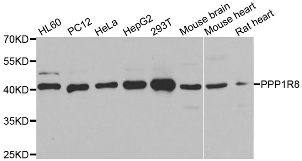 Western blot analysis of extracts of various cell lines, using PPP1R8 antibody.