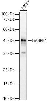 Western blot analysis of MCF7, using GABPB1 antibody  at 1:640 dilution.
Secondary antibody: HRP Goat Anti-Rabbit IgG   at 1:10000 dilution.
Lysates/proteins: 25ug per lane.
Blocking buffer: 3% nonfat dry milk in TBST.
Detection: ECL Basic Kit .
Exposure time: 30s.