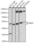 Western blot analysis of extracts of various cell lines, using MEK5 antibody  at 1:500 dilution.
Secondary antibody: HRP Goat Anti-Rabbit IgG   at 1:10000 dilution.
Lysates/proteins: 25ug per lane.
Blocking buffer: 3% nonfat dry milk in TBST.
Detection: ECL Basic Kit .
Exposure time: 20s.