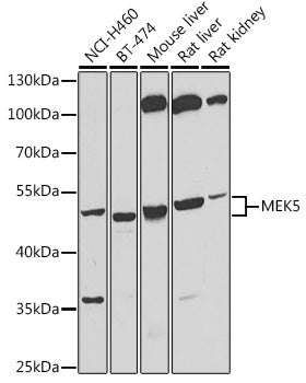 Western blot analysis of extracts of various cell lines, using MEK5 antibody  at 1:500 dilution.
Secondary antibody: HRP Goat Anti-Rabbit IgG   at 1:10000 dilution.
Lysates/proteins: 25ug per lane.
Blocking buffer: 3% nonfat dry milk in TBST.
Detection: ECL Basic Kit .
Exposure time: 20s.