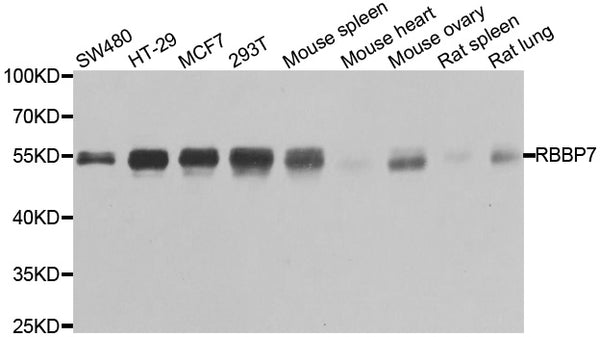 Western blot analysis of extracts of various cell lines, using RBBP7 antibody.