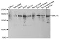 Western blot analysis of extracts of various cell lines, using SMC1A antibody.
