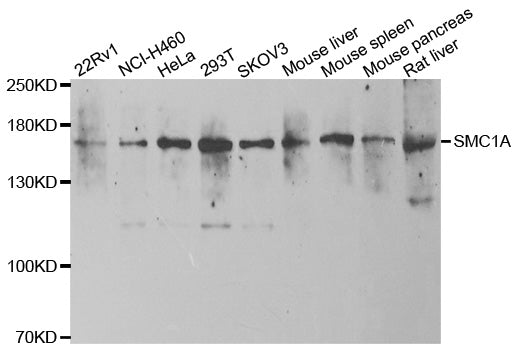 Western blot analysis of extracts of various cell lines, using SMC1A antibody.