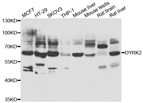 Western blot analysis of extracts of various cell lines, using DYRK2 antibody.