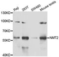 Western blot analysis of extracts of various cell lines, using NMT2 antibody.