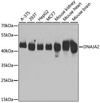 Western blot analysis of extracts of various cell lines, using DNAJA2 antibody  at 1:3000 dilution.
Secondary antibody: HRP Goat Anti-Rabbit IgG   at 1:10000 dilution.
Lysates/proteins: 25ug per lane.
Blocking buffer: 3% nonfat dry milk in TBST.
Detection: ECL Basic Kit .
Exposure time: 5s.