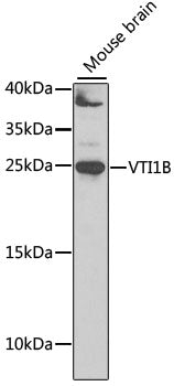 Western blot analysis of extracts of mouse brain, using VTI1B antibody  at 1:1000 dilution.
Secondary antibody: HRP Goat Anti-Rabbit IgG   at 1:10000 dilution.
Lysates/proteins: 25ug per lane.
Blocking buffer: 3% nonfat dry milk in TBST.
Detection: ECL Basic Kit .
Exposure time: 30s.