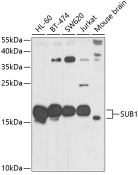 Western blot analysis of extracts of various cell lines, using SUB1 antibody  at 1:1000 dilution.
Secondary antibody: HRP Goat Anti-Rabbit IgG   at 1:10000 dilution.
Lysates/proteins: 25ug per lane.
Blocking buffer: 3% nonfat dry milk in TBST.
Detection: ECL Basic Kit .
Exposure time: 30s.