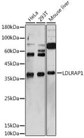 Western blot analysis of extracts of various cell lines, using LDLRAP1 antibody  at 1:1000 dilution.
Secondary antibody: HRP Goat Anti-Rabbit IgG   at 1:10000 dilution.
Lysates/proteins: 25ug per lane.
Blocking buffer: 3% nonfat dry milk in TBST.
Detection: ECL Basic Kit .
Exposure time: 180s.