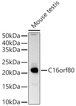 Western blot analysis of extracts of Mouse testis, using C16orf80 antibody  at  1:1520 dilution.
Secondary antibody: HRP…