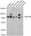 Western blot analysis of extracts of various cell lines, using UBASH3B antibody  at 1:1000 dilution.
Secondary antibody: HRP Goat Anti-Rabbit IgG   at 1:10000 dilution.
Lysates/proteins: 25ug per lane.
Blocking buffer: 3% nonfat dry milk in TBST.
Detection: ECL Basic Kit .
Exposure time: 30s.
