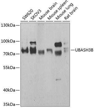 Western blot analysis of extracts of various cell lines, using UBASH3B antibody  at 1:1000 dilution.
Secondary antibody: HRP Goat Anti-Rabbit IgG   at 1:10000 dilution.
Lysates/proteins: 25ug per lane.
Blocking buffer: 3% nonfat dry milk in TBST.
Detection: ECL Basic Kit .
Exposure time: 30s.