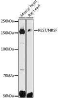 Western blot analysis of extracts of various cell lines, using REST/NRSF antibody  at 1:500 dilution.
Secondary antibody: HRP Goat Anti-Rabbit IgG   at 1:10000 dilution.
Lysates/proteins: 25ug per lane.
Blocking buffer: 3% nonfat dry milk in TBST.
Detection: ECL Basic Kit .
Exposure time: 30s.