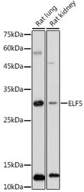 Western blot analysis of extracts of various cell lines, using ELF5 antibody  at 1:1000 dilution.
Secondary antibody: HRP Goat Anti-Rabbit IgG   at 1:10000 dilution.
Lysates/proteins: 25ug per lane.
Blocking buffer: 3% nonfat dry milk in TBST.
Detection: ECL Basic Kit .
Exposure time: 180s.