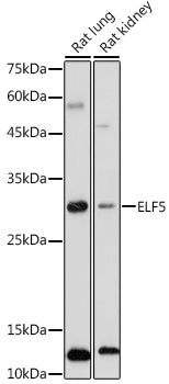 Western blot analysis of extracts of various cell lines, using ELF5 antibody  at 1:1000 dilution.
Secondary antibody: HRP Goat Anti-Rabbit IgG   at 1:10000 dilution.
Lysates/proteins: 25ug per lane.
Blocking buffer: 3% nonfat dry milk in TBST.
Detection: ECL Basic Kit .
Exposure time: 180s.