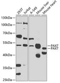 Western blot analysis of extracts of various cell lines, using PAX7 antibody  at 1:1000 dilution._Secondary antibody: HRP Goat Anti-Rabbit IgG   at 1:10000 dilution._Lysates/proteins: 25ug per lane._Blocking buffer: 3% nonfat dry milk in TBST._Detection: ECL Enhanced Kit ._Exposure time: 90s.