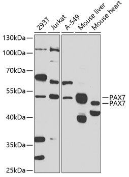 Western blot analysis of extracts of various cell lines, using PAX7 antibody  at 1:1000 dilution._Secondary antibody: HRP Goat Anti-Rabbit IgG   at 1:10000 dilution._Lysates/proteins: 25ug per lane._Blocking buffer: 3% nonfat dry milk in TBST._Detection: ECL Enhanced Kit ._Exposure time: 90s.