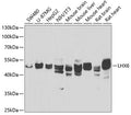 Western blot analysis of extracts of various cell lines, using LHX6 antibody  at 1:1000 dilution._Secondary antibody: HRP Goat Anti-Rabbit IgG   at 1:10000 dilution._Lysates/proteins: 25ug per lane._Blocking buffer: 3% nonfat dry milk in TBST._Detection: ECL Enhanced Kit ._Exposure time: 90s.