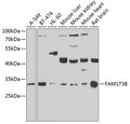 Western blot analysis of extracts of various cell lines, using FAM173B antibody  at 1:1000 dilution._Secondary antibody: HRP Goat Anti-Rabbit IgG   at 1:10000 dilution._Lysates/proteins: 25ug per lane._Blocking buffer: 3% nonfat dry milk in TBST._Detection: ECL Enhanced Kit ._Exposure time: 90s.