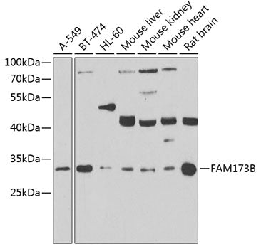 Western blot analysis of extracts of various cell lines, using FAM173B antibody  at 1:1000 dilution._Secondary antibody: HRP Goat Anti-Rabbit IgG   at 1:10000 dilution._Lysates/proteins: 25ug per lane._Blocking buffer: 3% nonfat dry milk in TBST._Detection: ECL Enhanced Kit ._Exposure time: 90s.