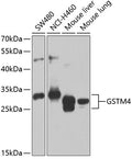 Western blot analysis of extracts of various cell lines, using GSTM4 antibody  at 1:1000 dilution._Secondary antibody: HRP Goat Anti-Rabbit IgG   at 1:10000 dilution._Lysates/proteins: 25ug per lane._Blocking buffer: 3% nonfat dry milk in TBST._Detection: ECL Enhanced Kit ._Exposure time: 30s.