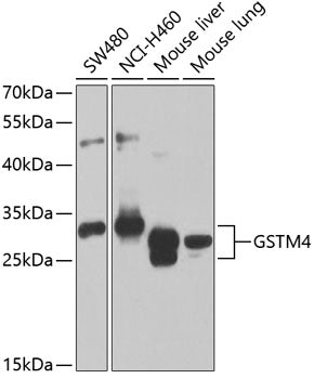 Western blot analysis of extracts of various cell lines, using GSTM4 antibody  at 1:1000 dilution._Secondary antibody: HRP Goat Anti-Rabbit IgG   at 1:10000 dilution._Lysates/proteins: 25ug per lane._Blocking buffer: 3% nonfat dry milk in TBST._Detection: ECL Enhanced Kit ._Exposure time: 30s.